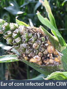 Ear of corn infected with CRW