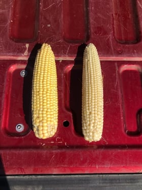 Envita corn cob comparison