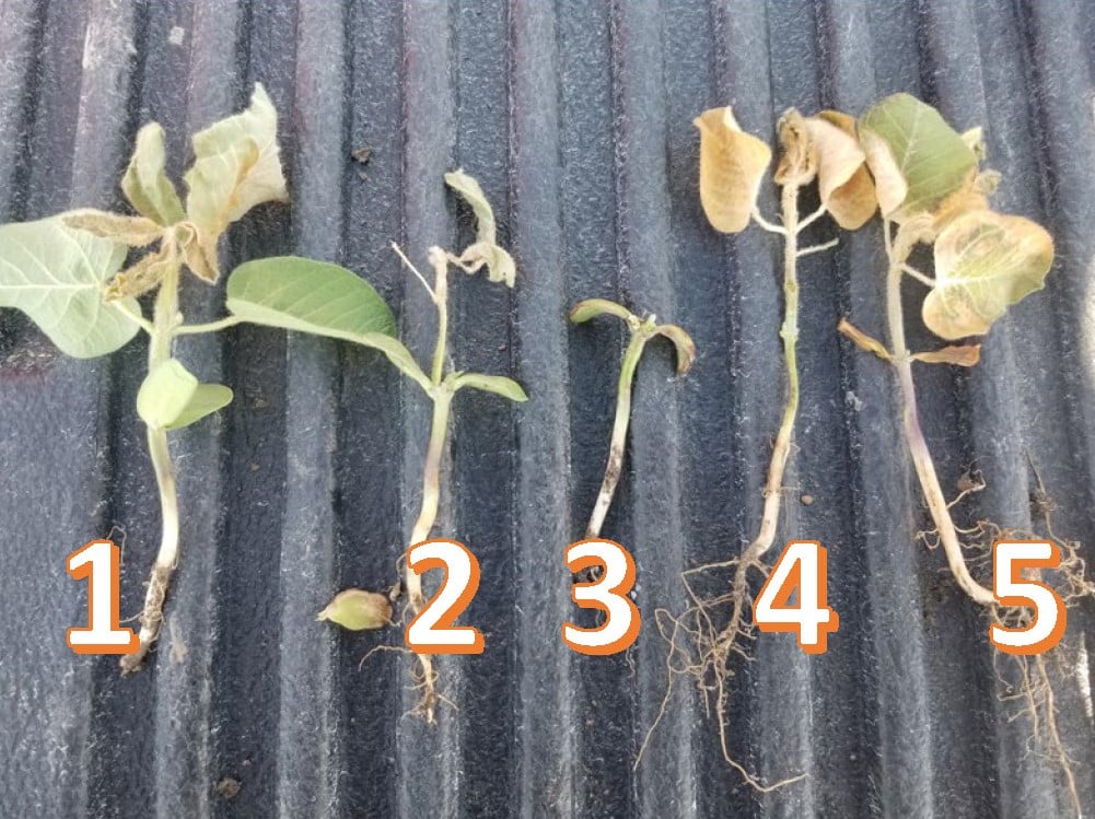 Frost Damaged Soybeans