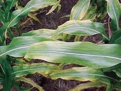 Potassium deficiency symptoms in corn