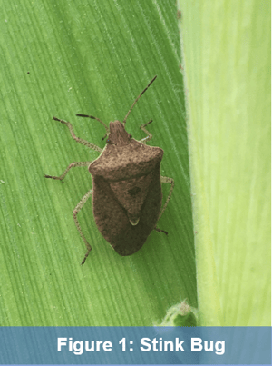 Stink Bug