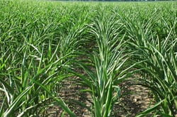 drought stressed corn field